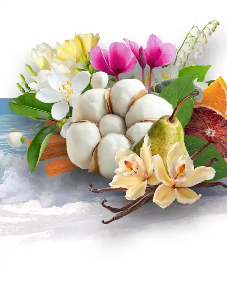 Sea Island Cotton Clean Fragrance - Clean Fragrances